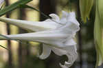 Easter lily